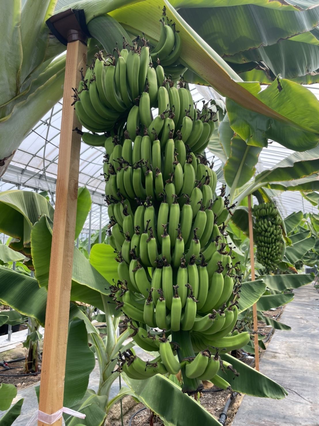 Banana Seedlings